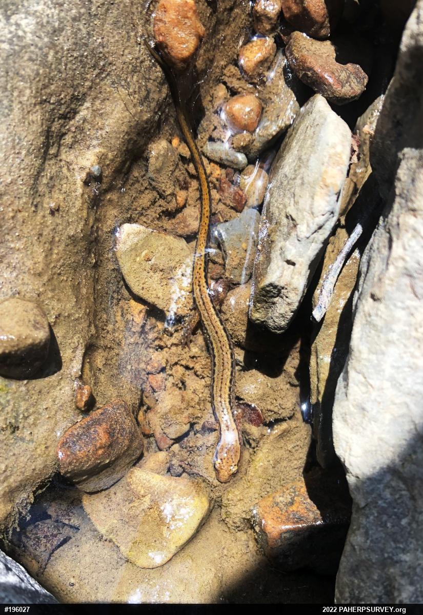 Northern Two-lined Salamander