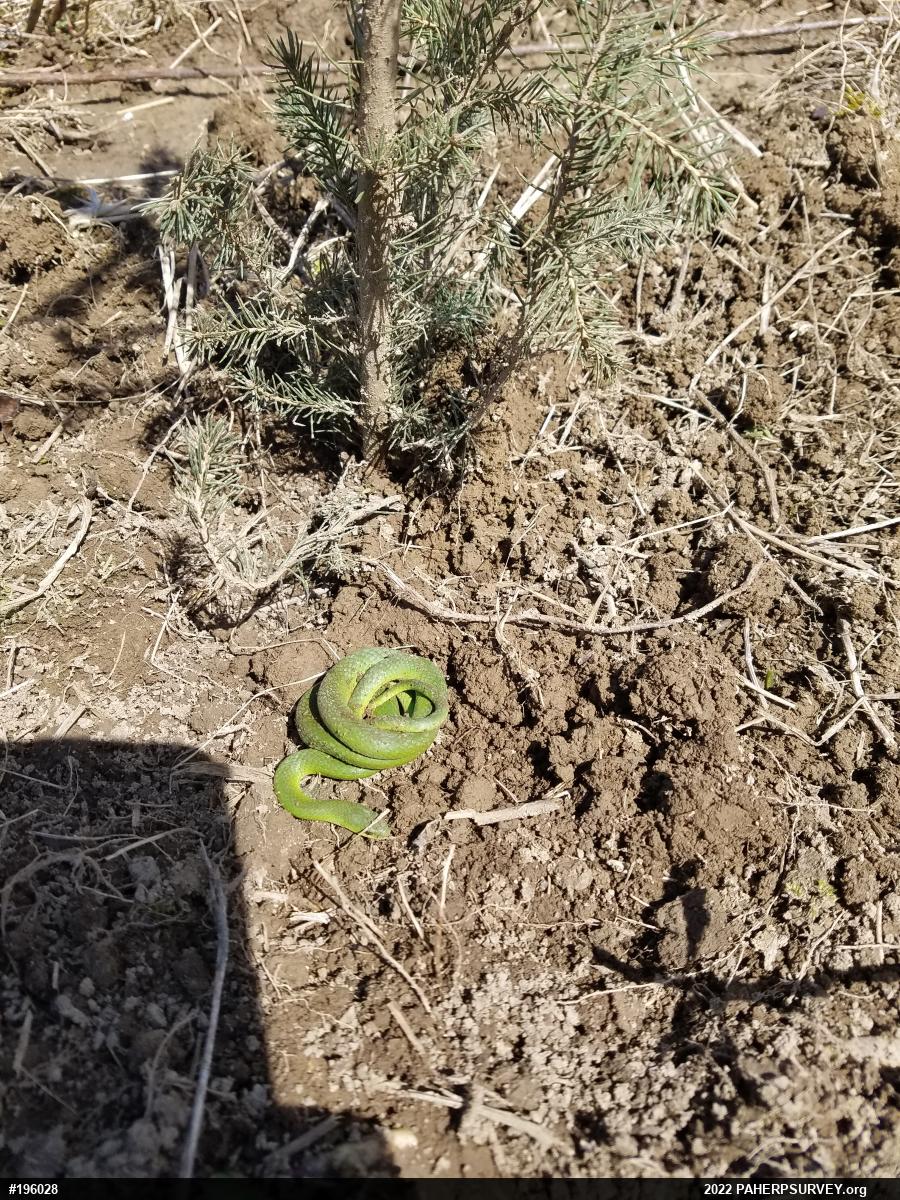Smooth Greensnake