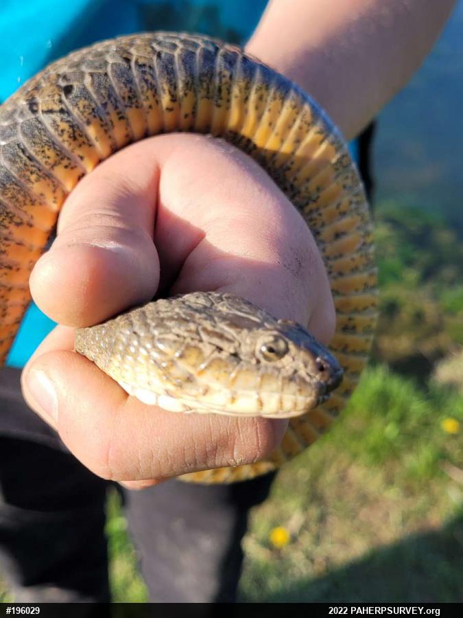 Northern Watersnake