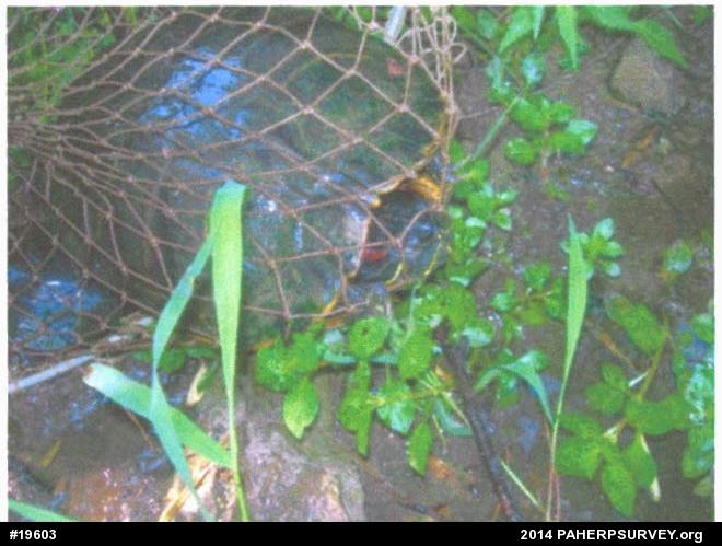 Red-eared Slider
