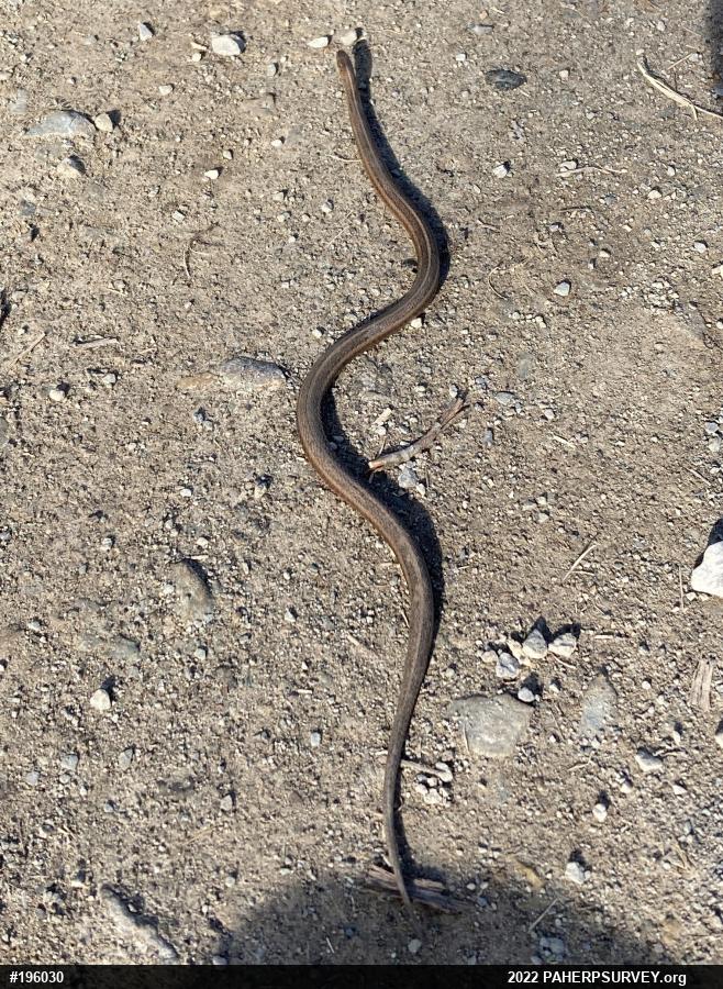 Shorthead Gartersnake