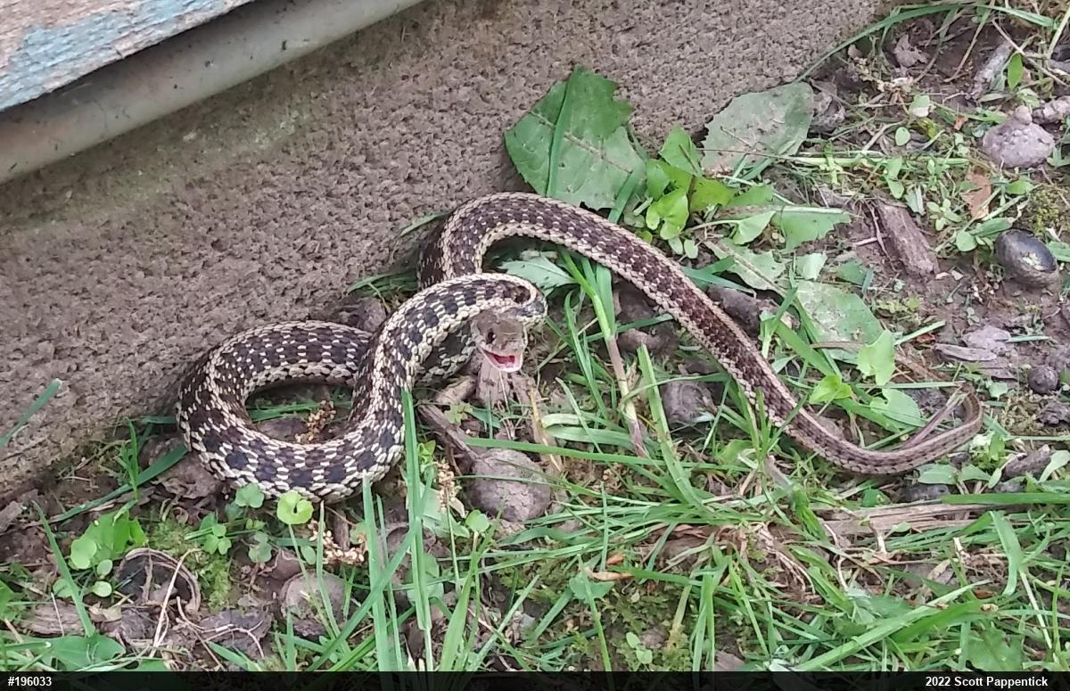 Eastern Gartersnake
