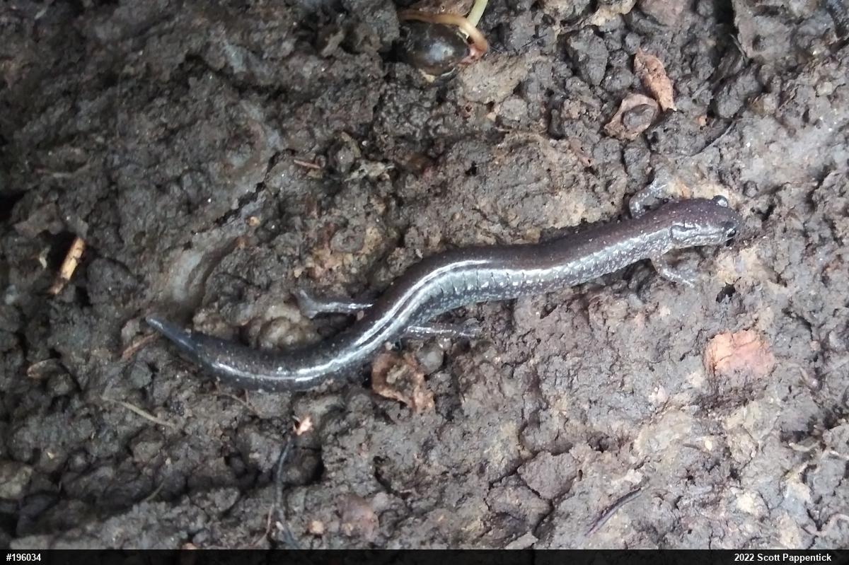 Eastern Red-backed  Salamander