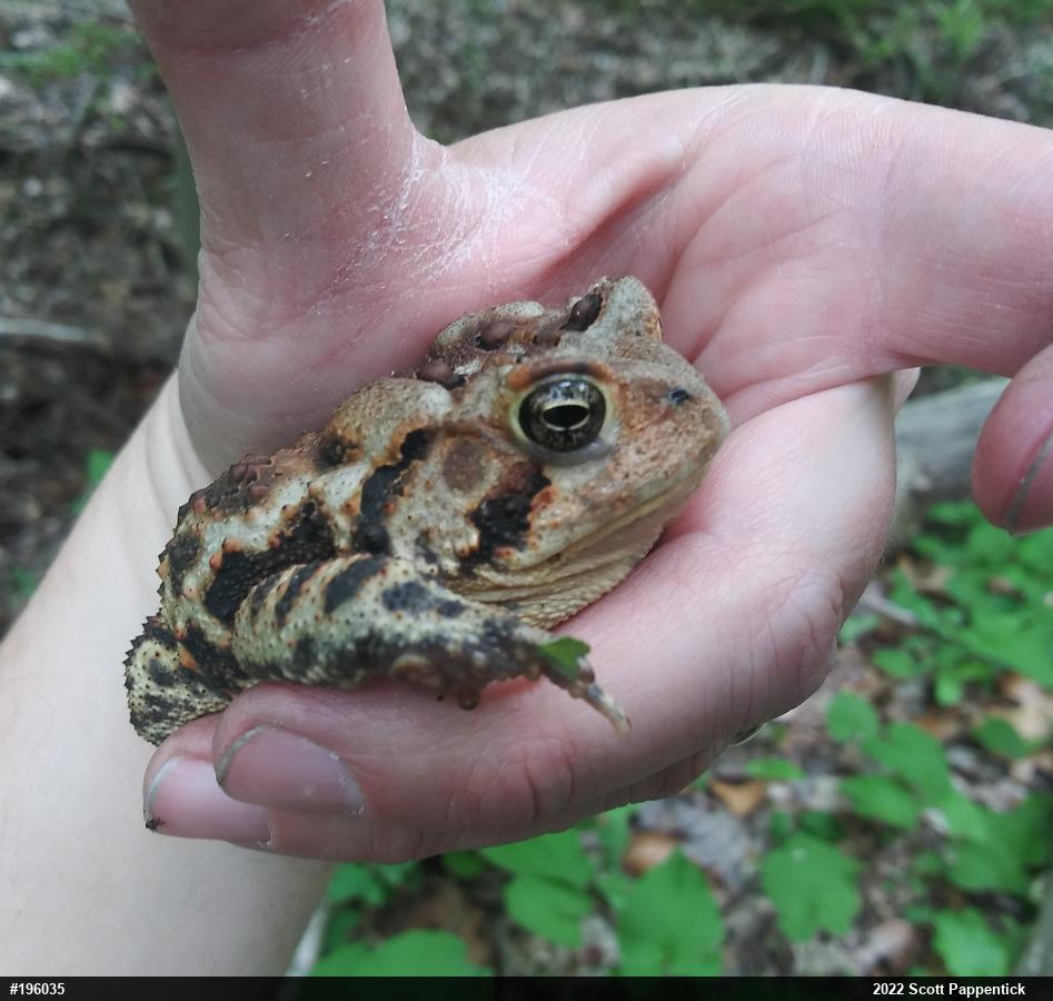 Eastern American Toad