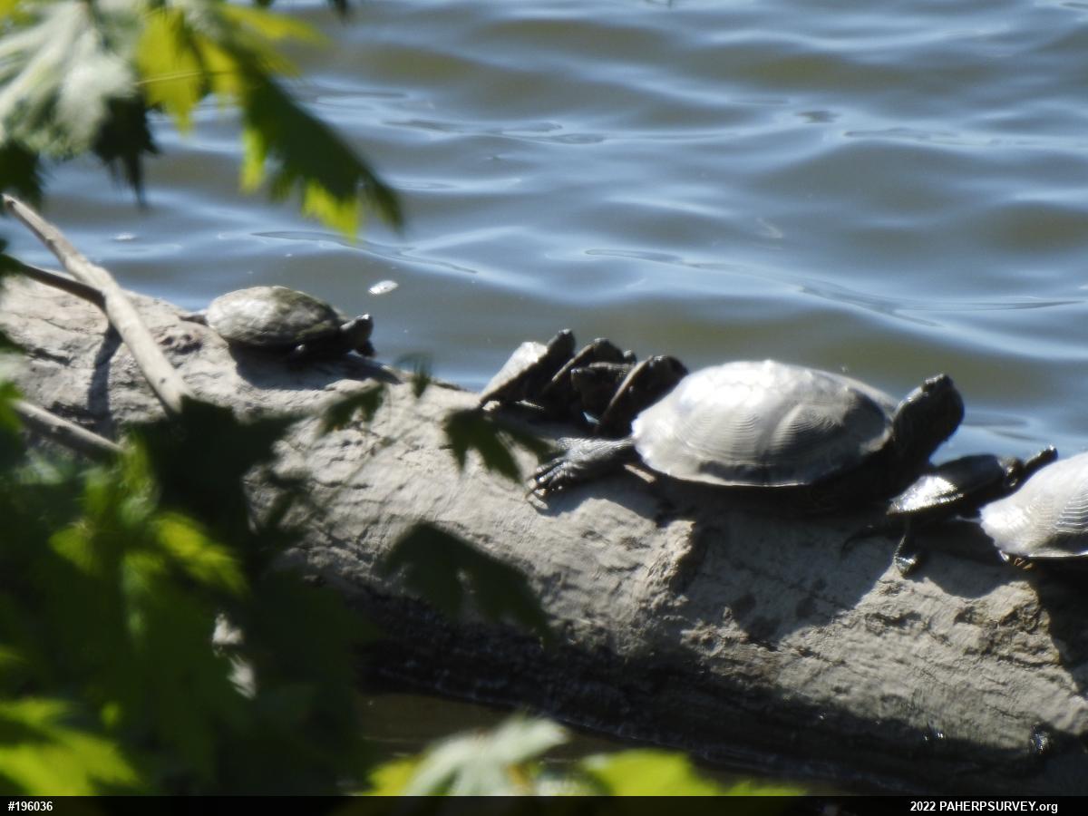 Northern Map Turtle
