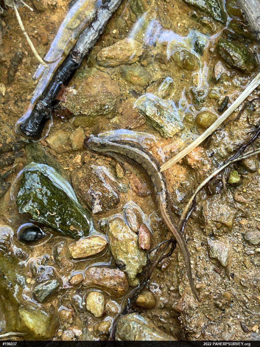 Northern Two-lined Salamander