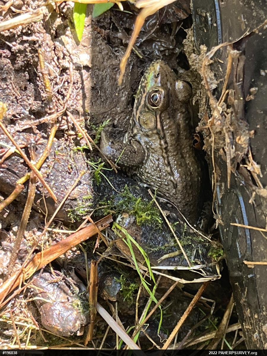 Green Frog