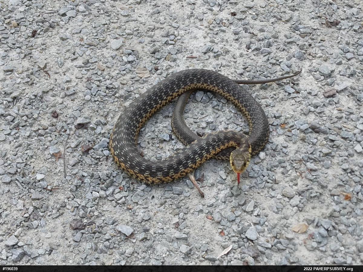 Eastern Gartersnake