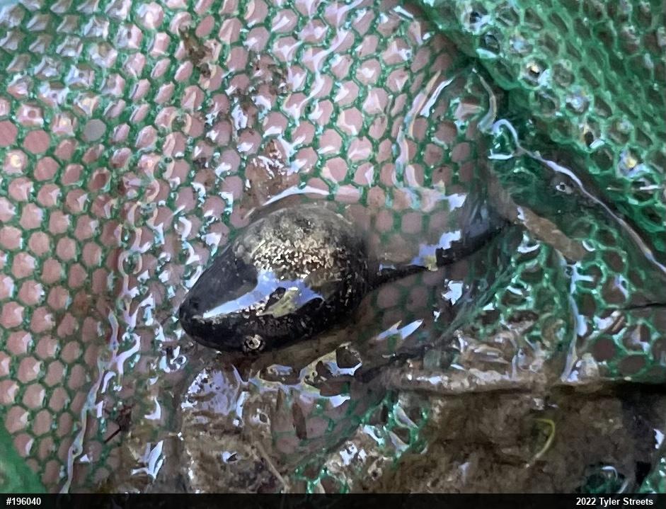 Wood Frog