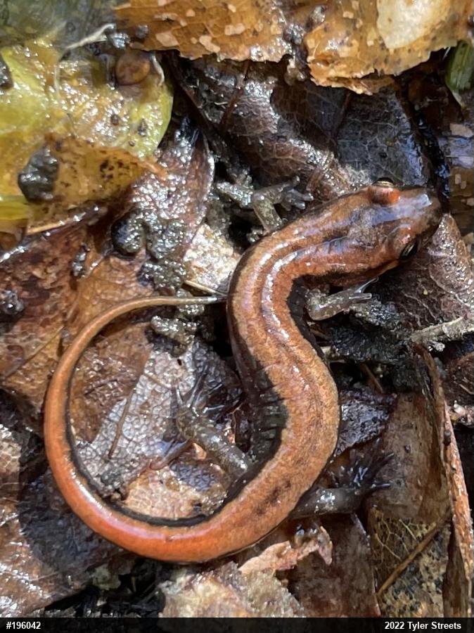 Allegheny Mountain Dusky Salamander