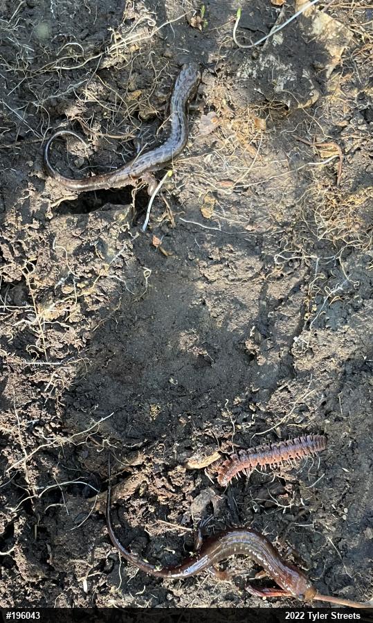 Allegheny Mountain Dusky Salamander