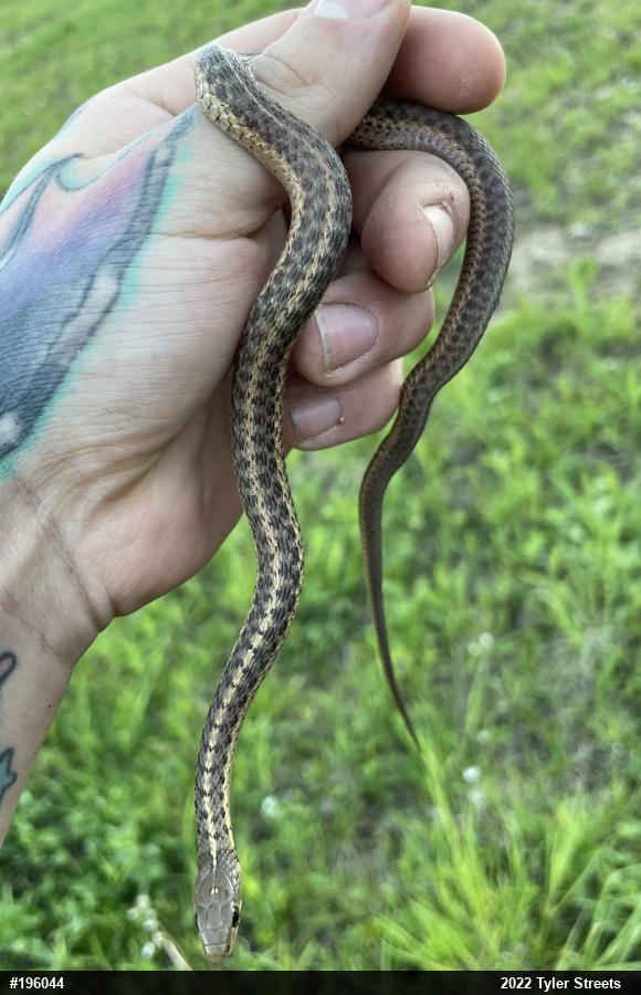 Eastern Gartersnake