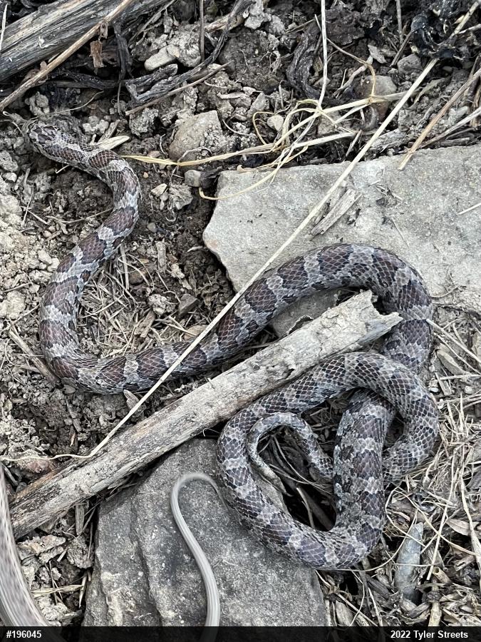 Eastern Milksnake