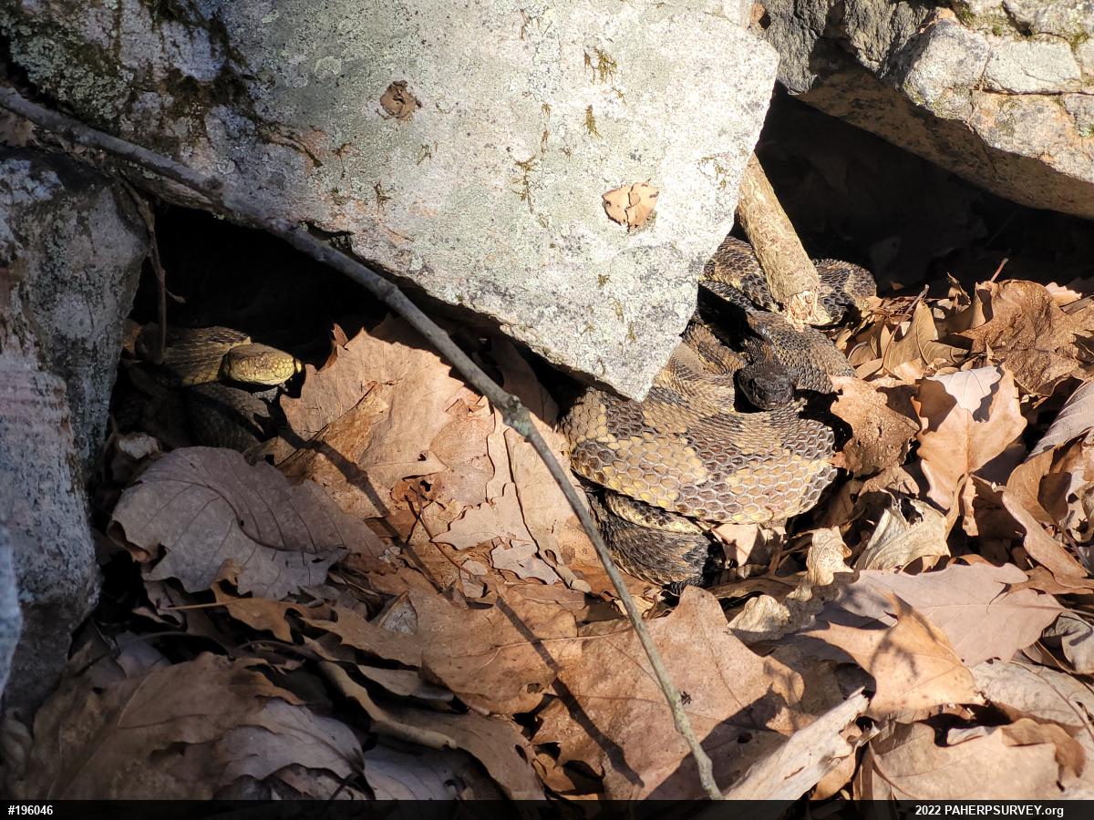 Timber Rattlesnake