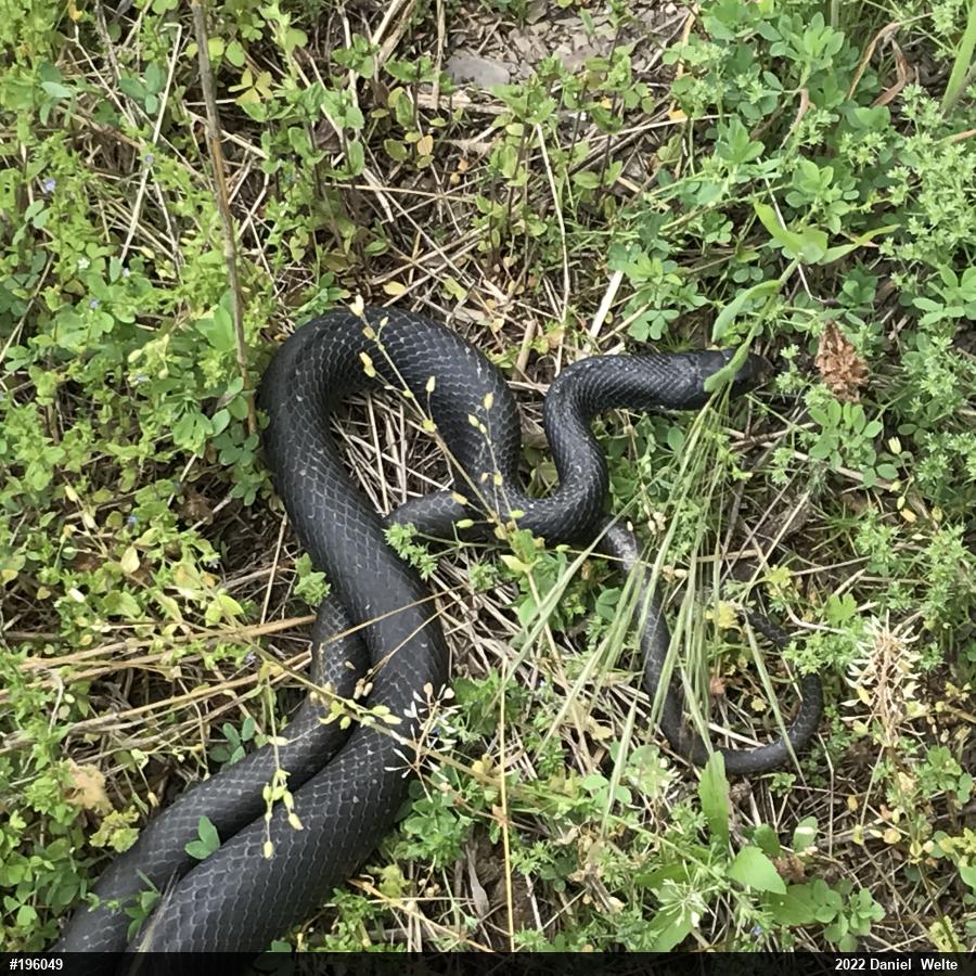 Northern Black Racer