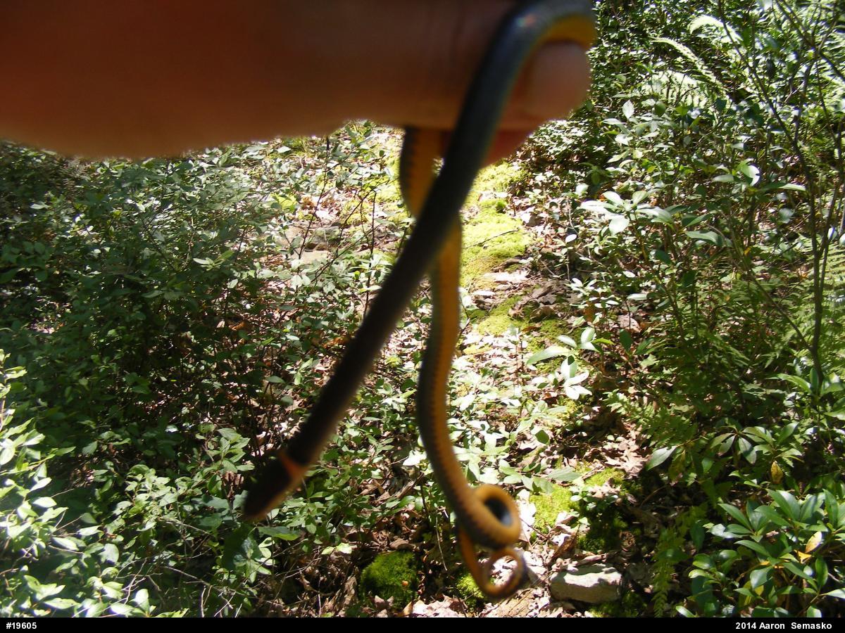 Northern Ring-necked Snake