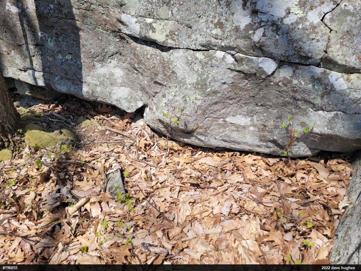 Timber Rattlesnake
