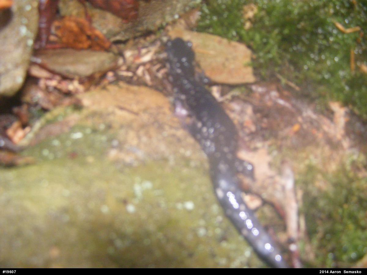Wehrle's Salamander