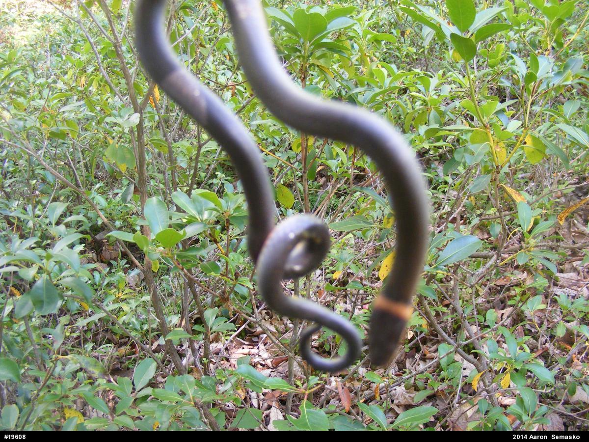 Northern Ring-necked Snake
