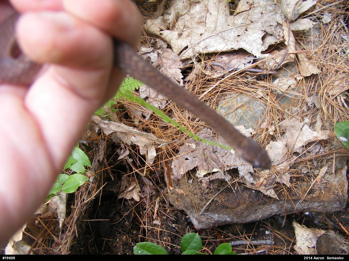 Red-bellied Snake