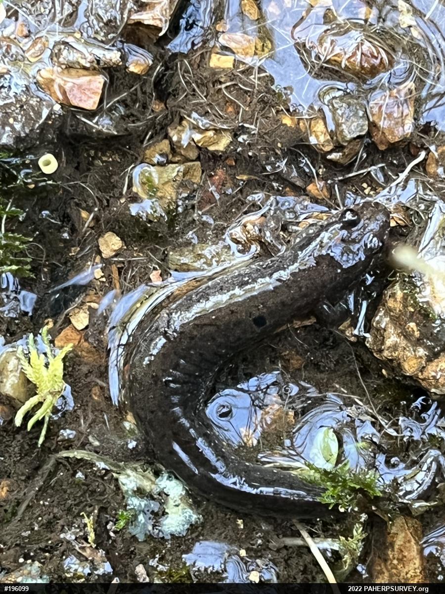 Northern Dusky Salamander