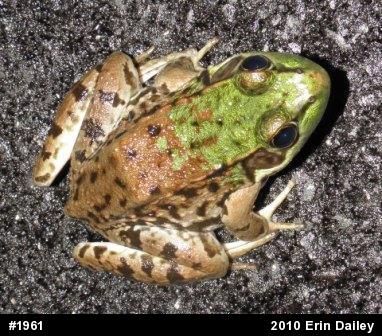 Green Frog
