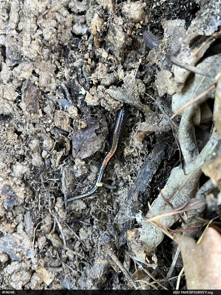 Eastern Red-backed  Salamander