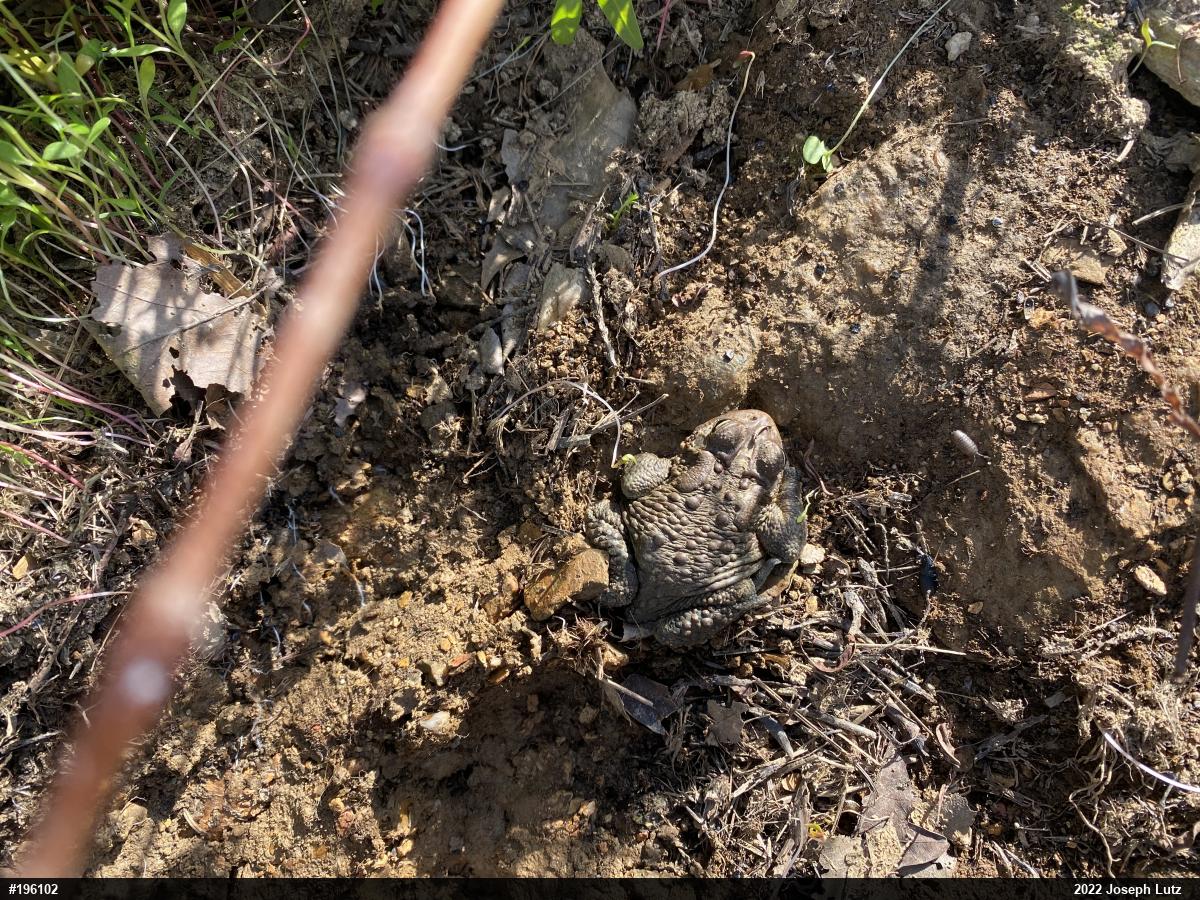 Eastern American Toad