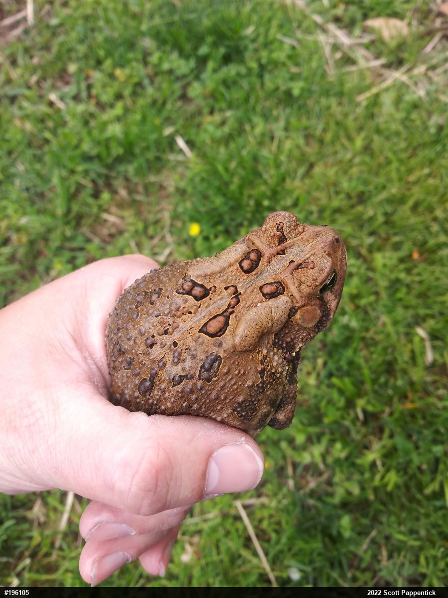 Eastern American Toad