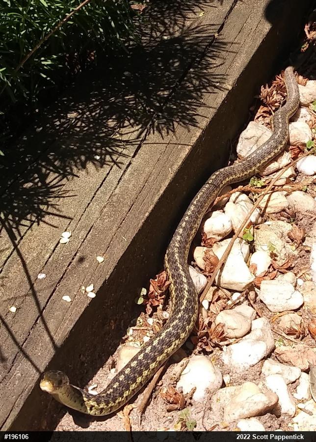 Eastern Gartersnake