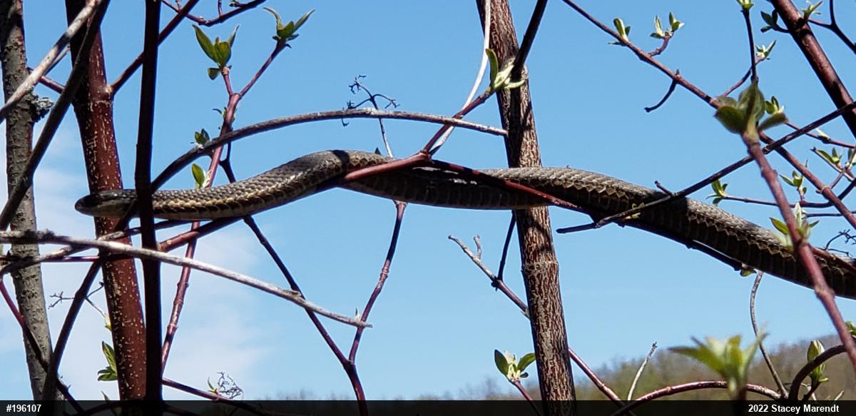 Queensnake
