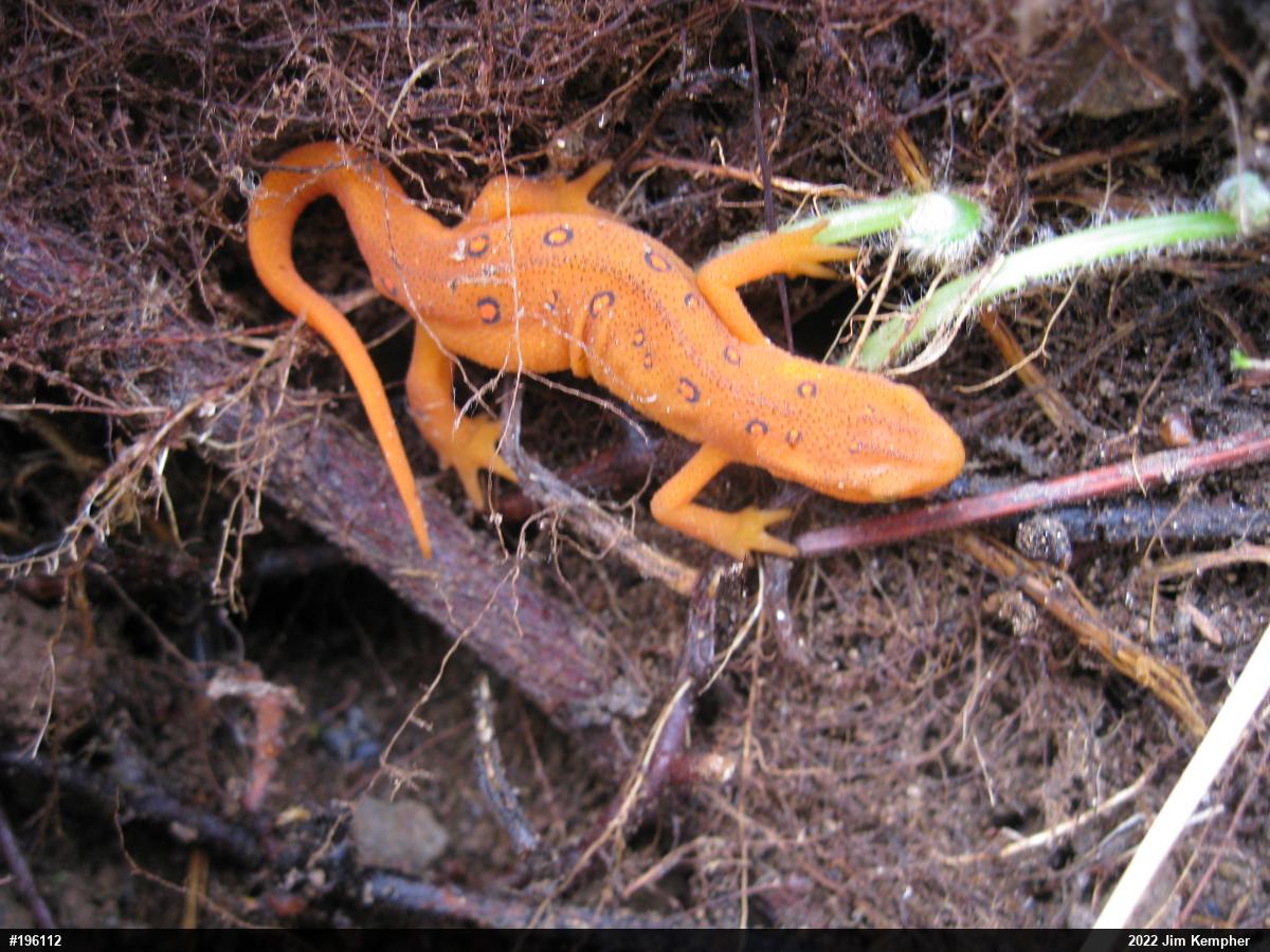 Red-spotted Newt