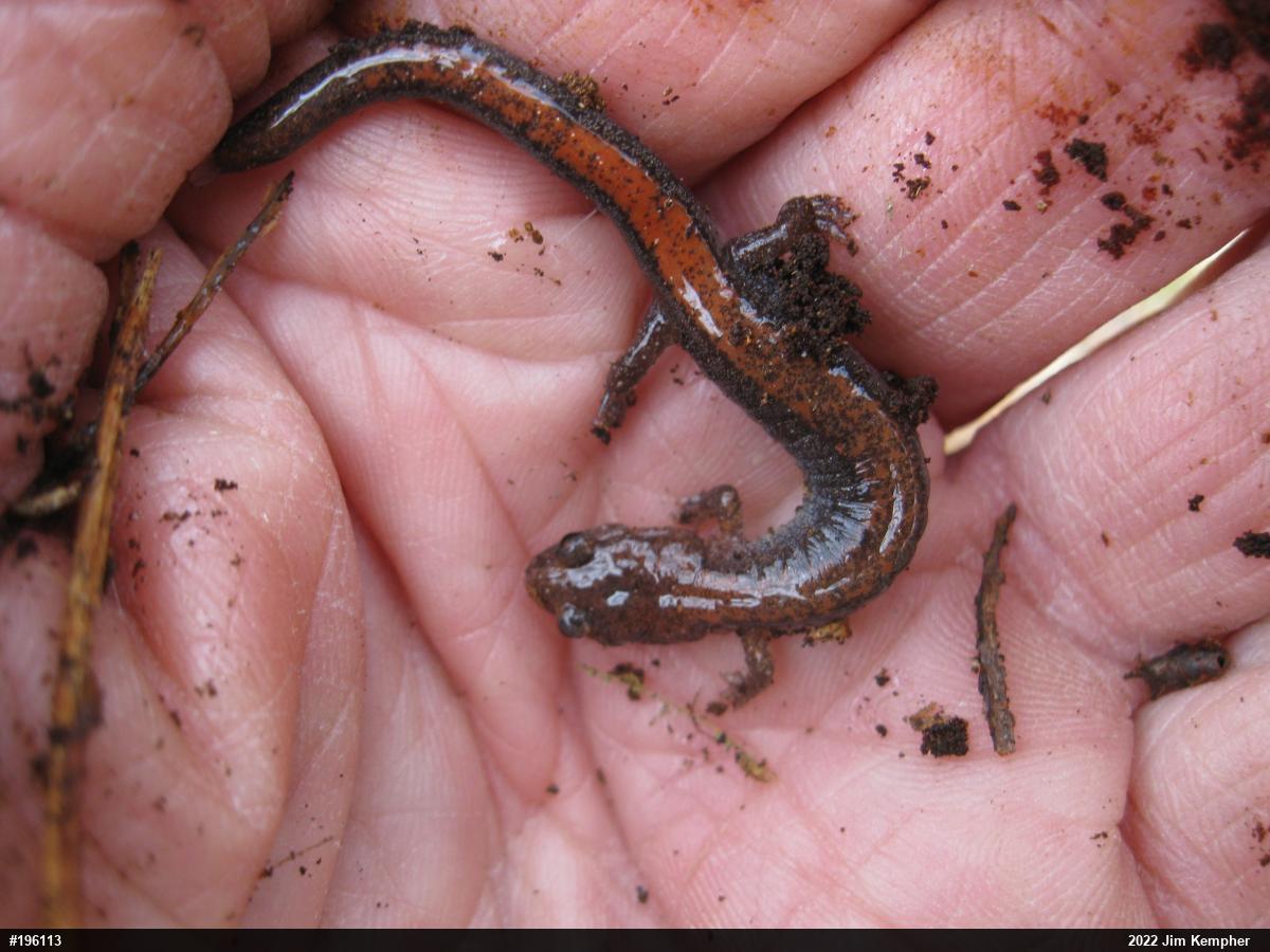 Eastern Red-backed  Salamander