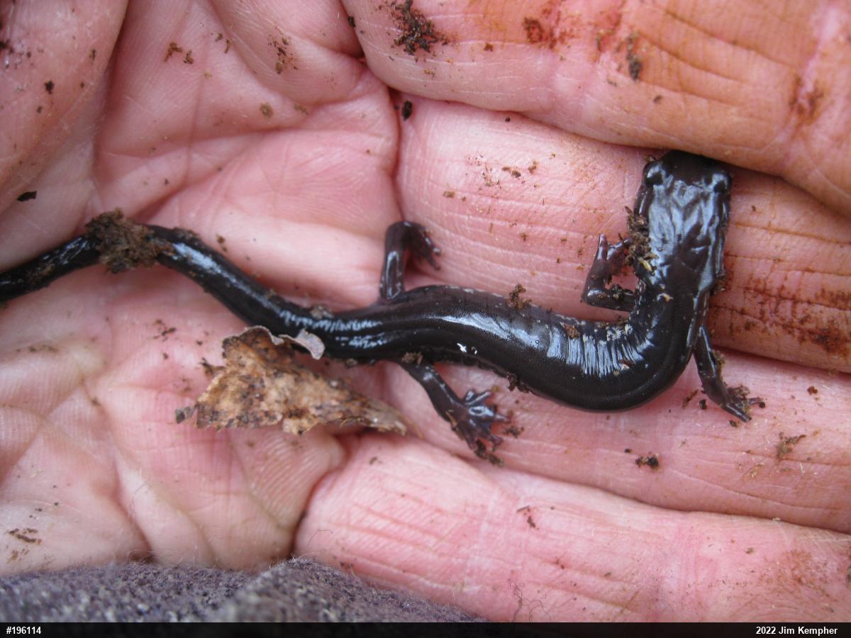 Wehrle's Salamander