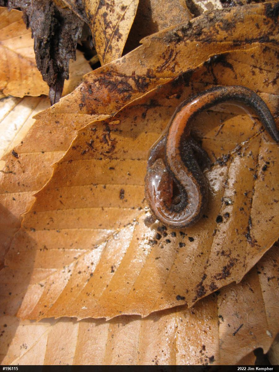 Eastern Red-backed  Salamander