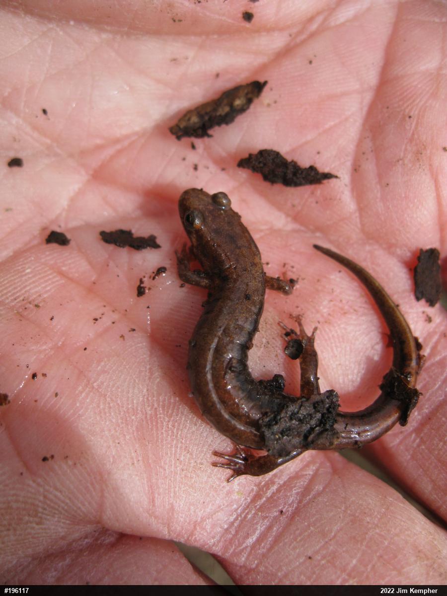 Allegheny Mountain Dusky Salamander