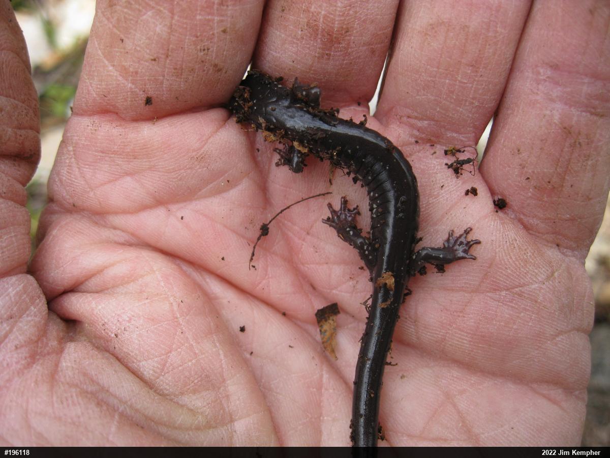 Wehrle's Salamander