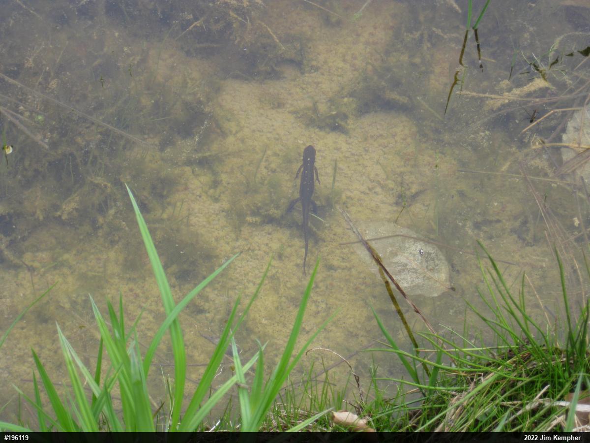 Red-spotted Newt