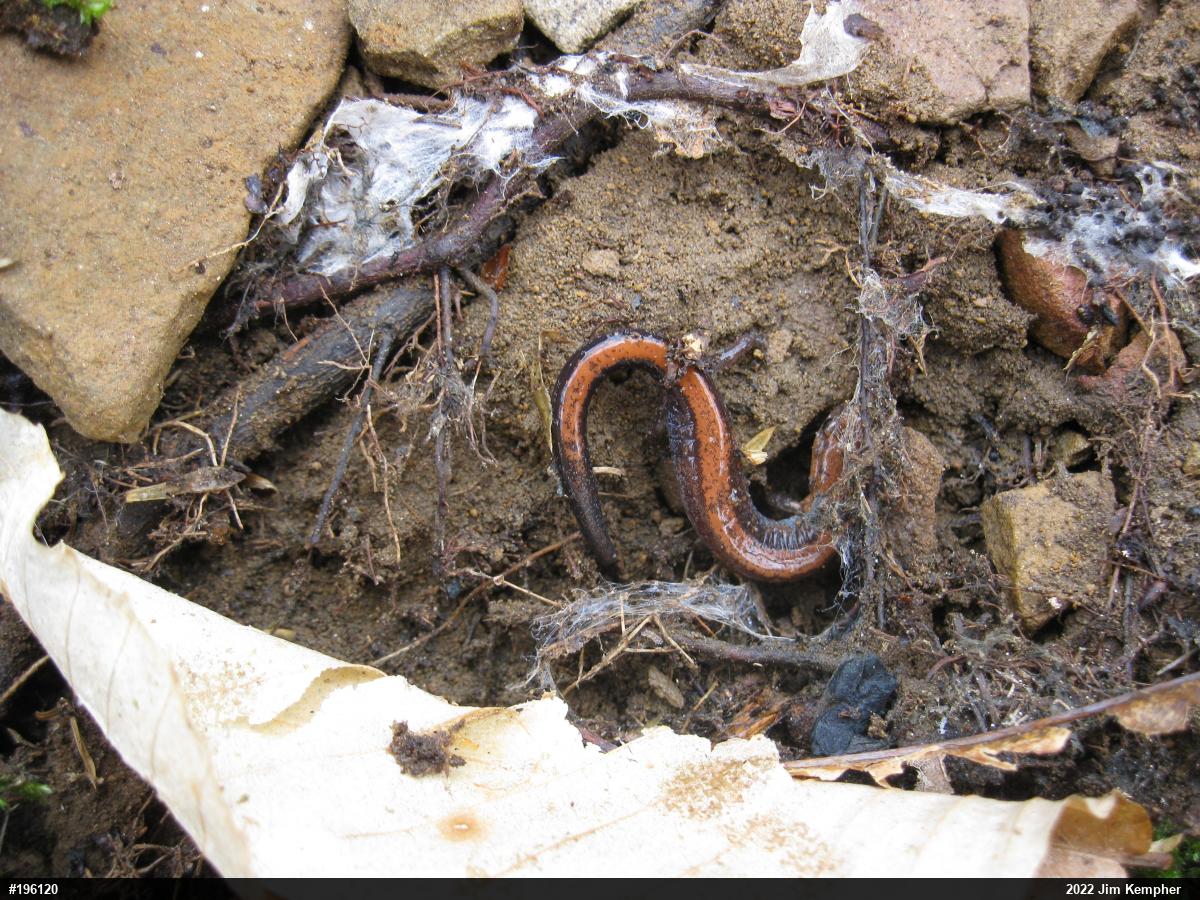 Eastern Red-backed  Salamander