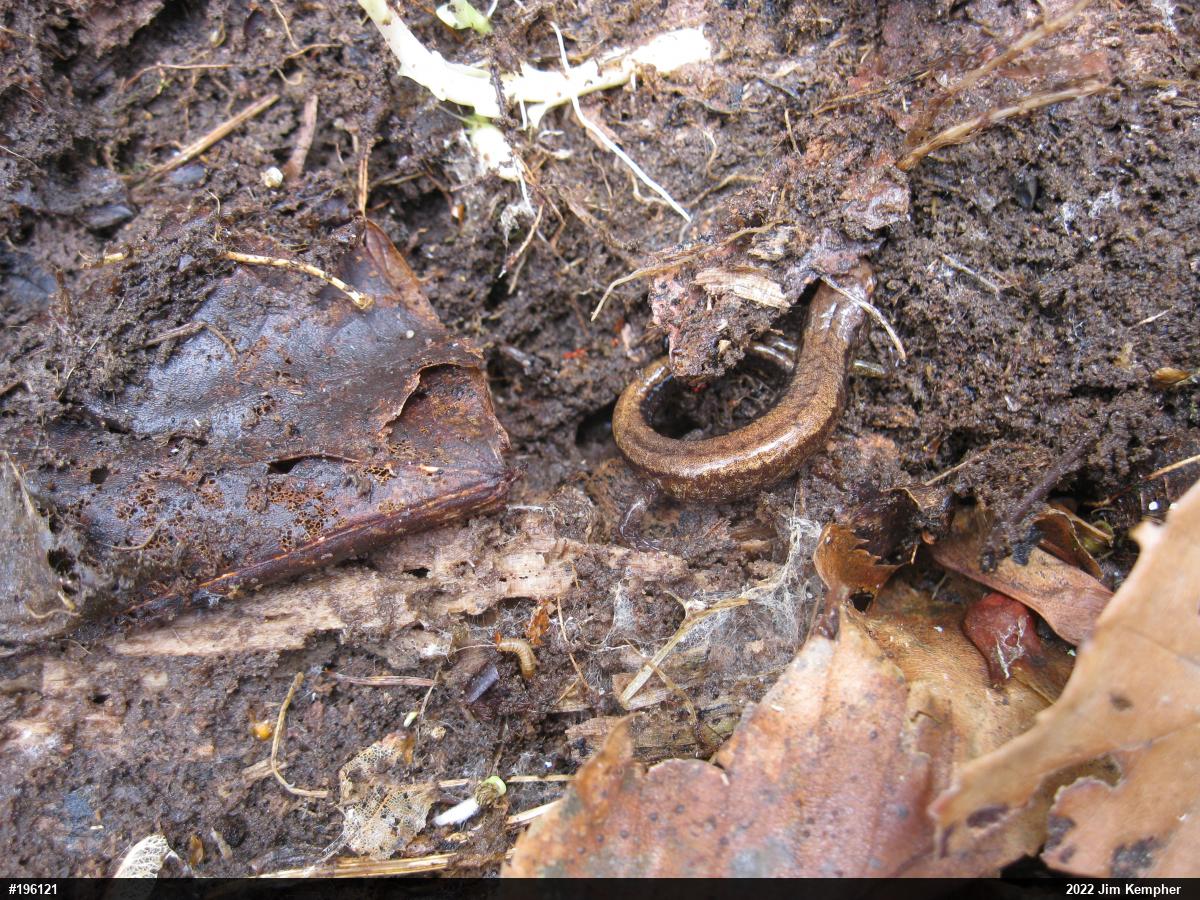 Allegheny Mountain Dusky Salamander