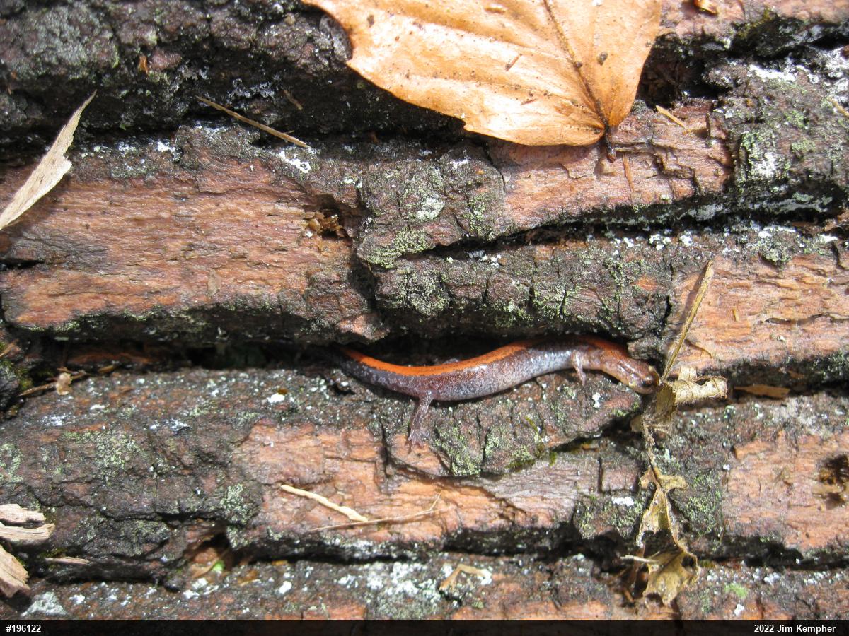 Eastern Red-backed  Salamander