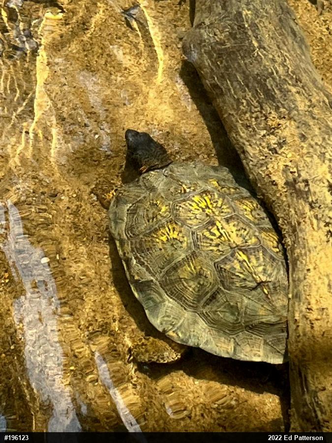 Wood Turtle