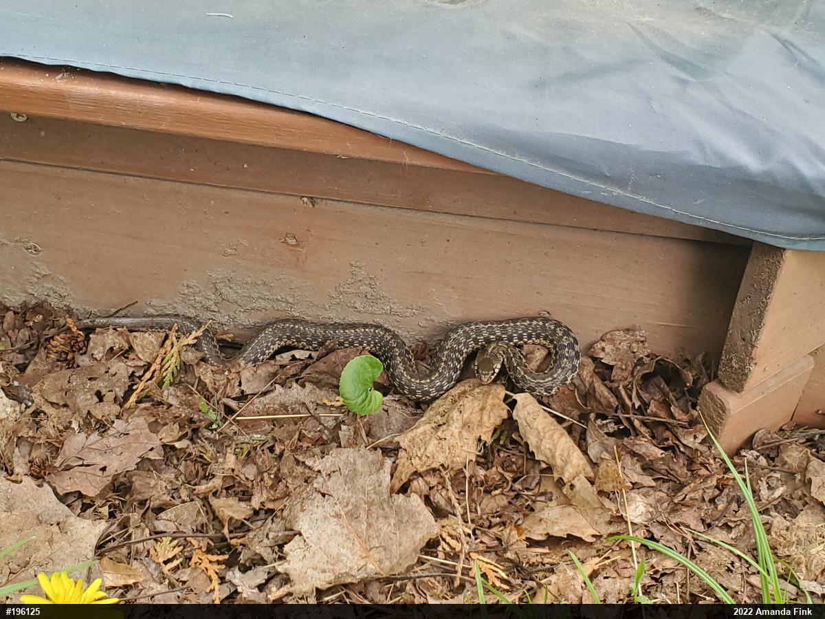 Eastern Gartersnake