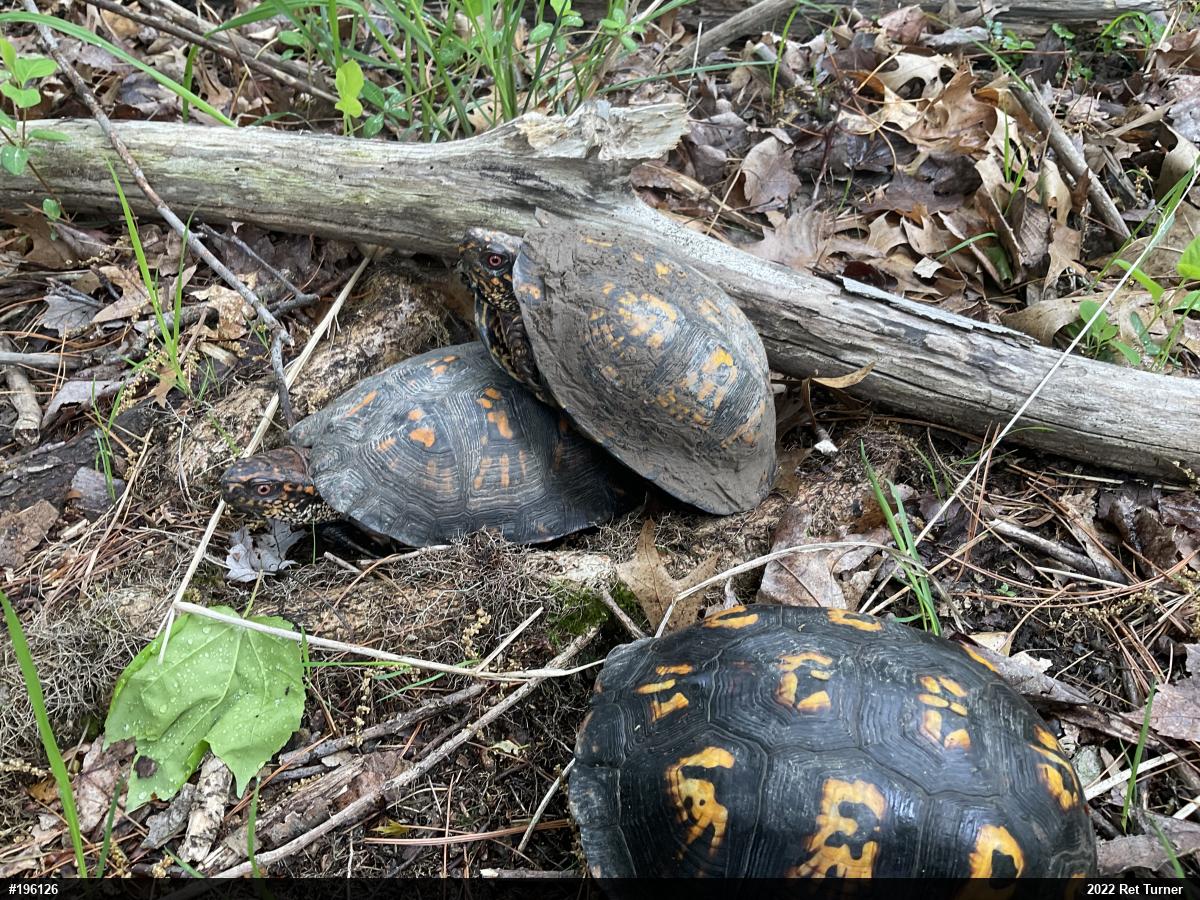 Eastern Box Turtle