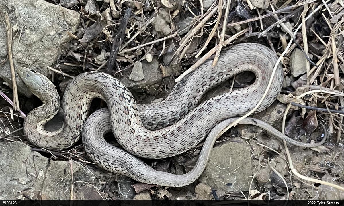 Eastern Gartersnake