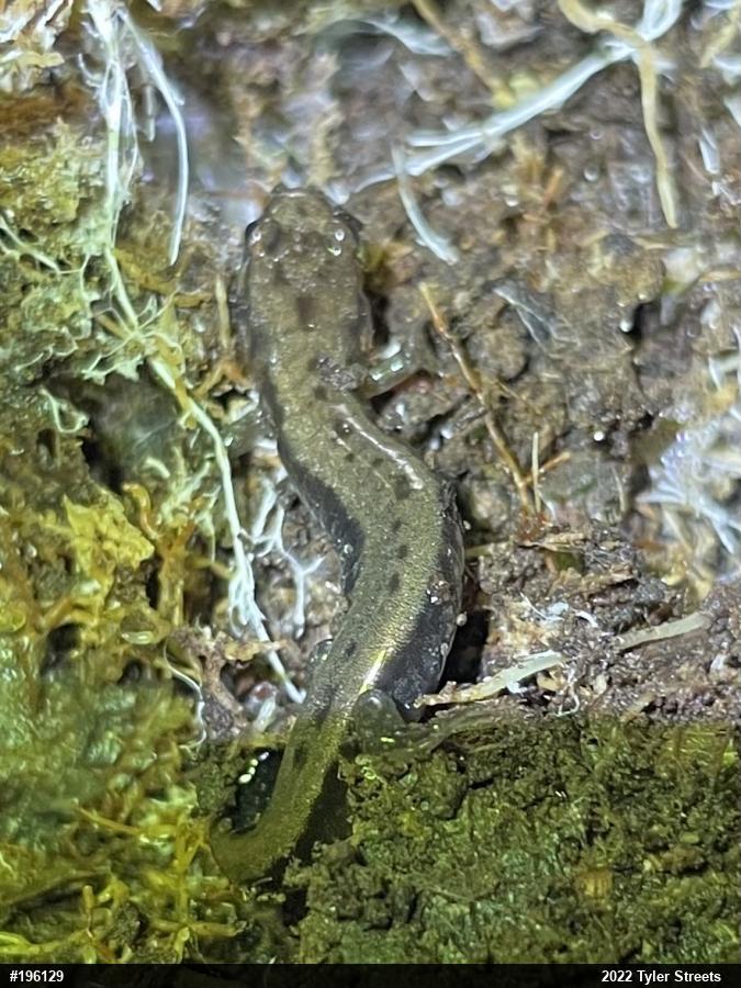 Allegheny Mountain Dusky Salamander