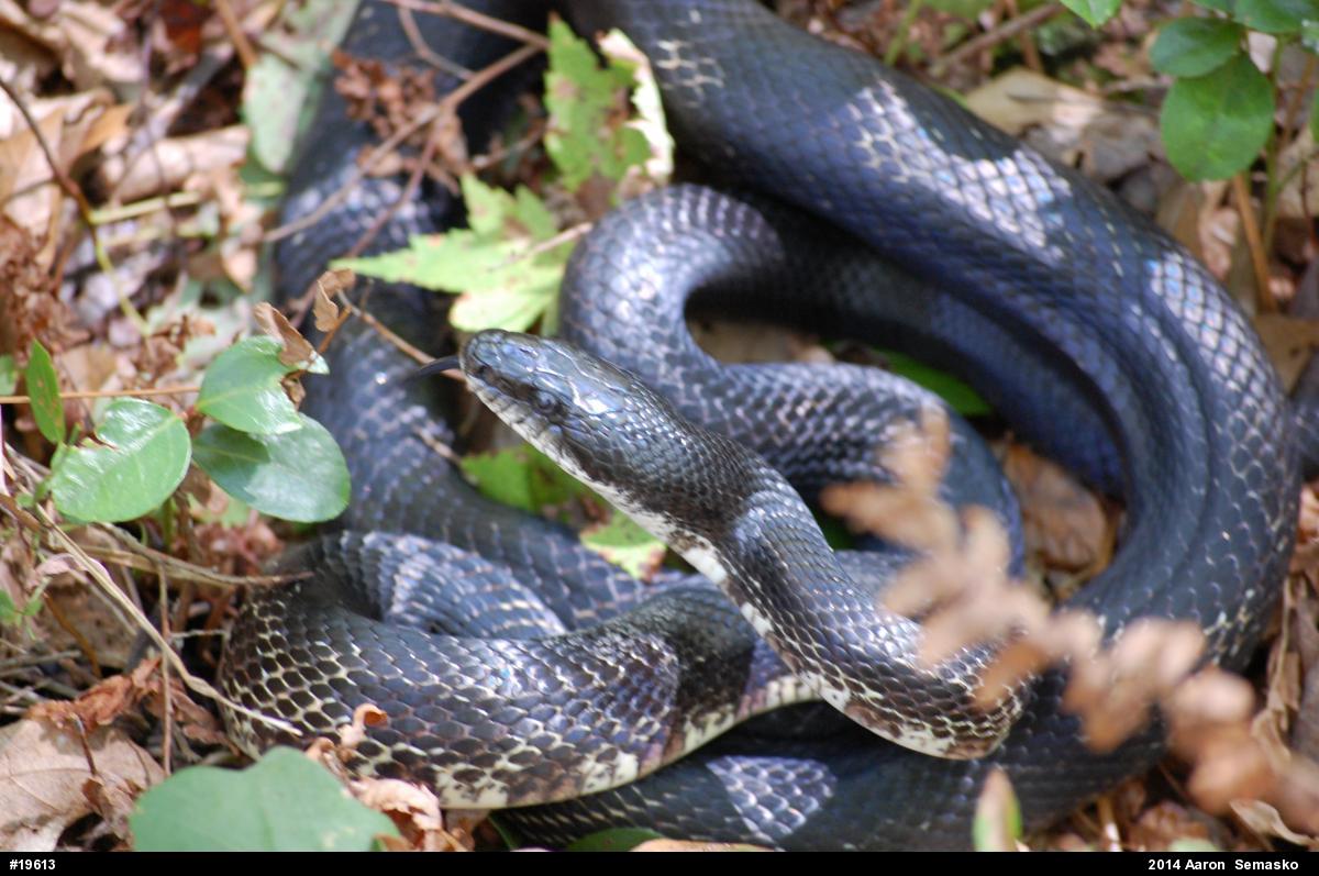 Eastern Ratsnake