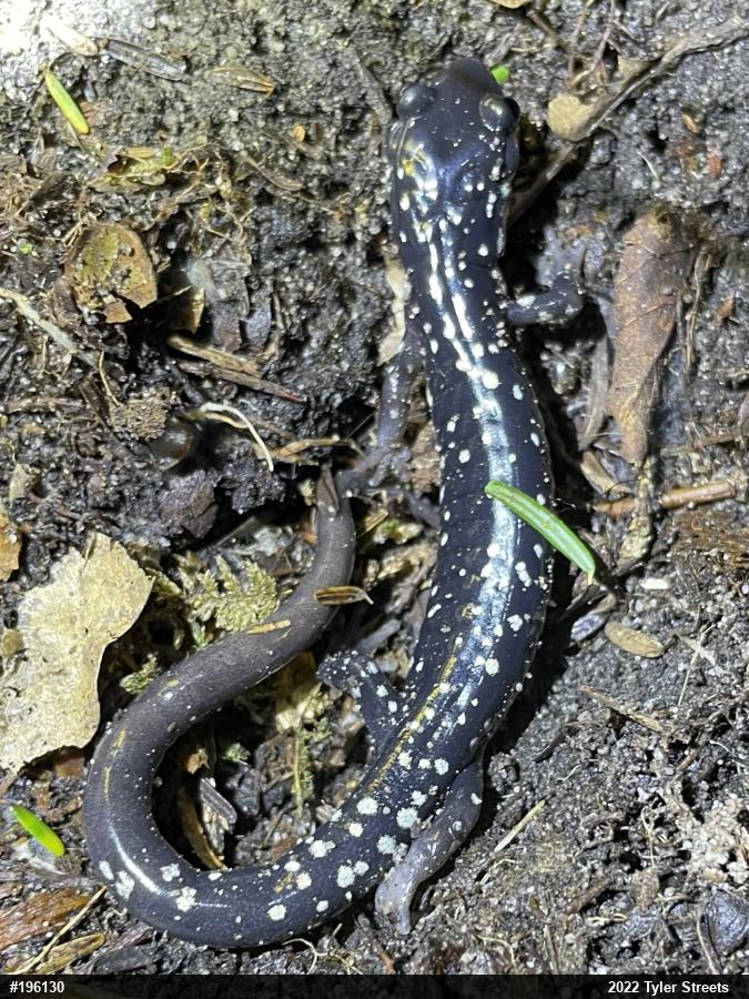 Northern Slimy Salamander