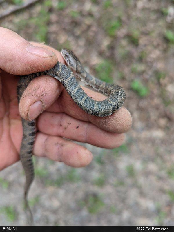Northern Watersnake