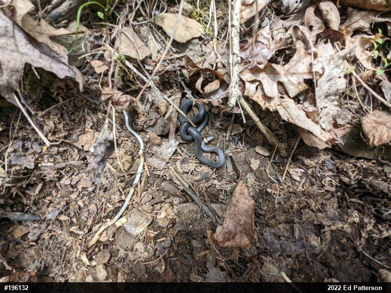 Northern Ring-necked Snake